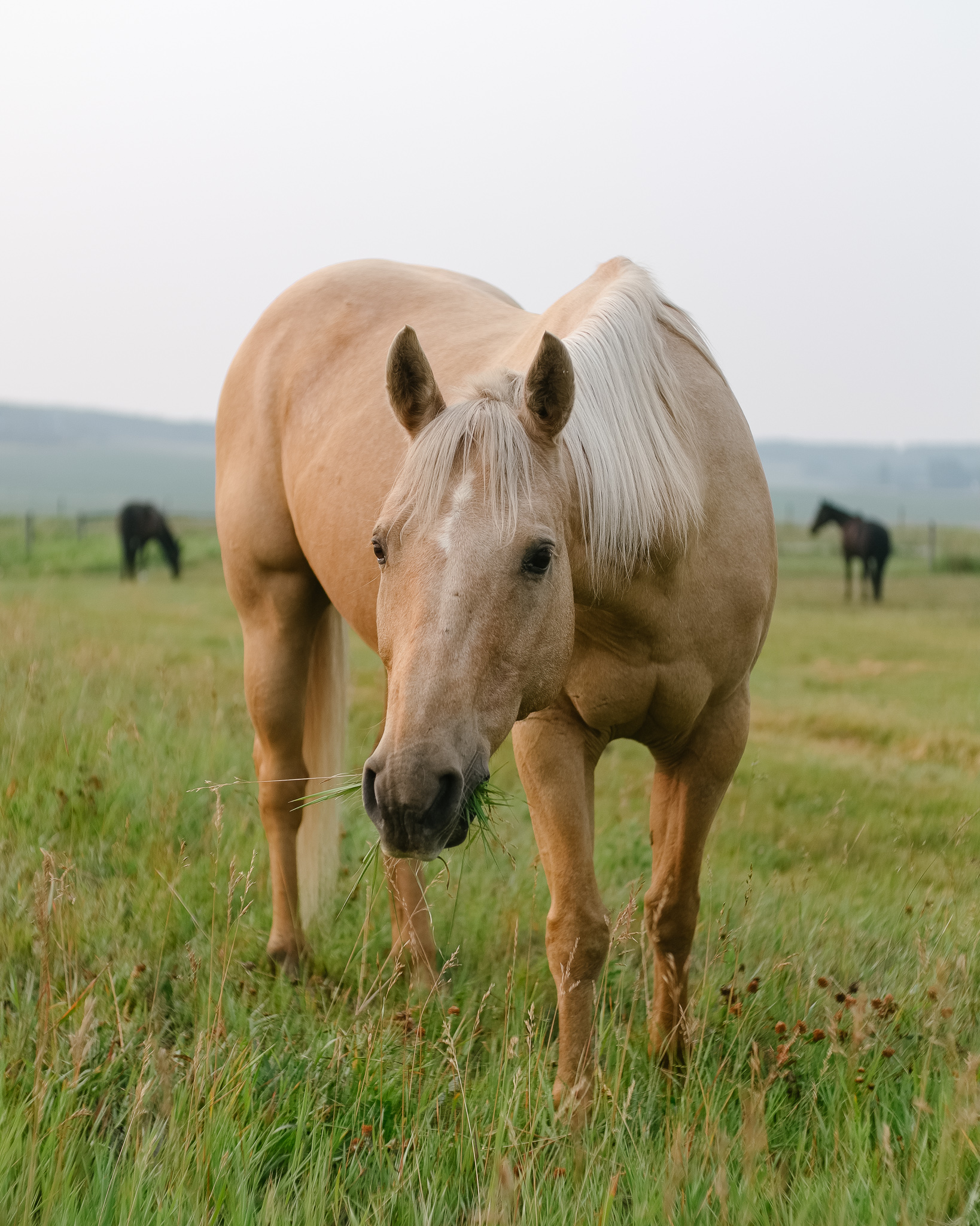 Alberta Foothills