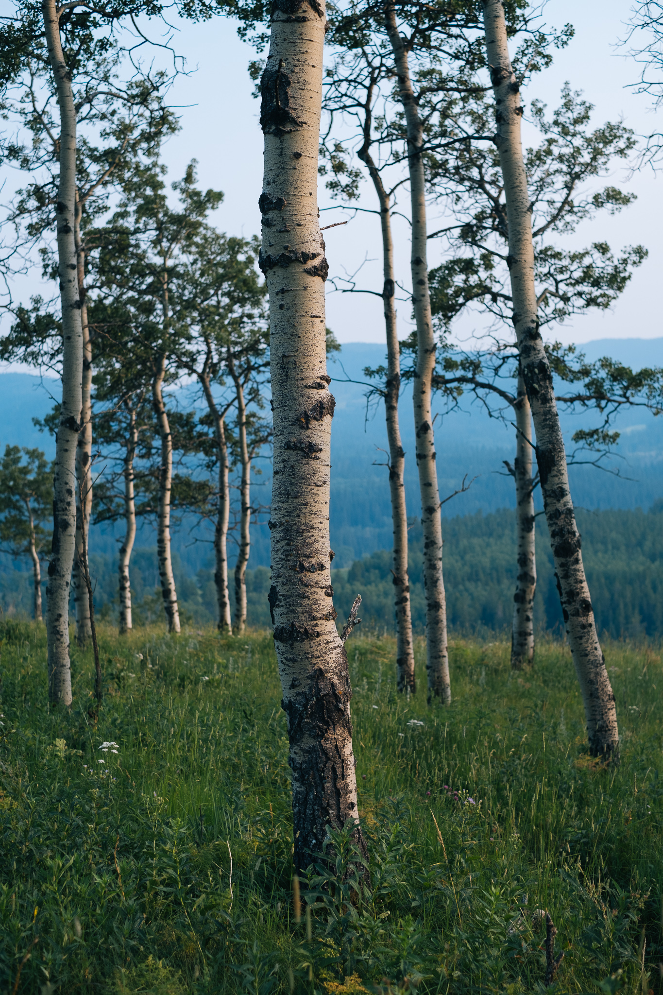 Alberta Foothills