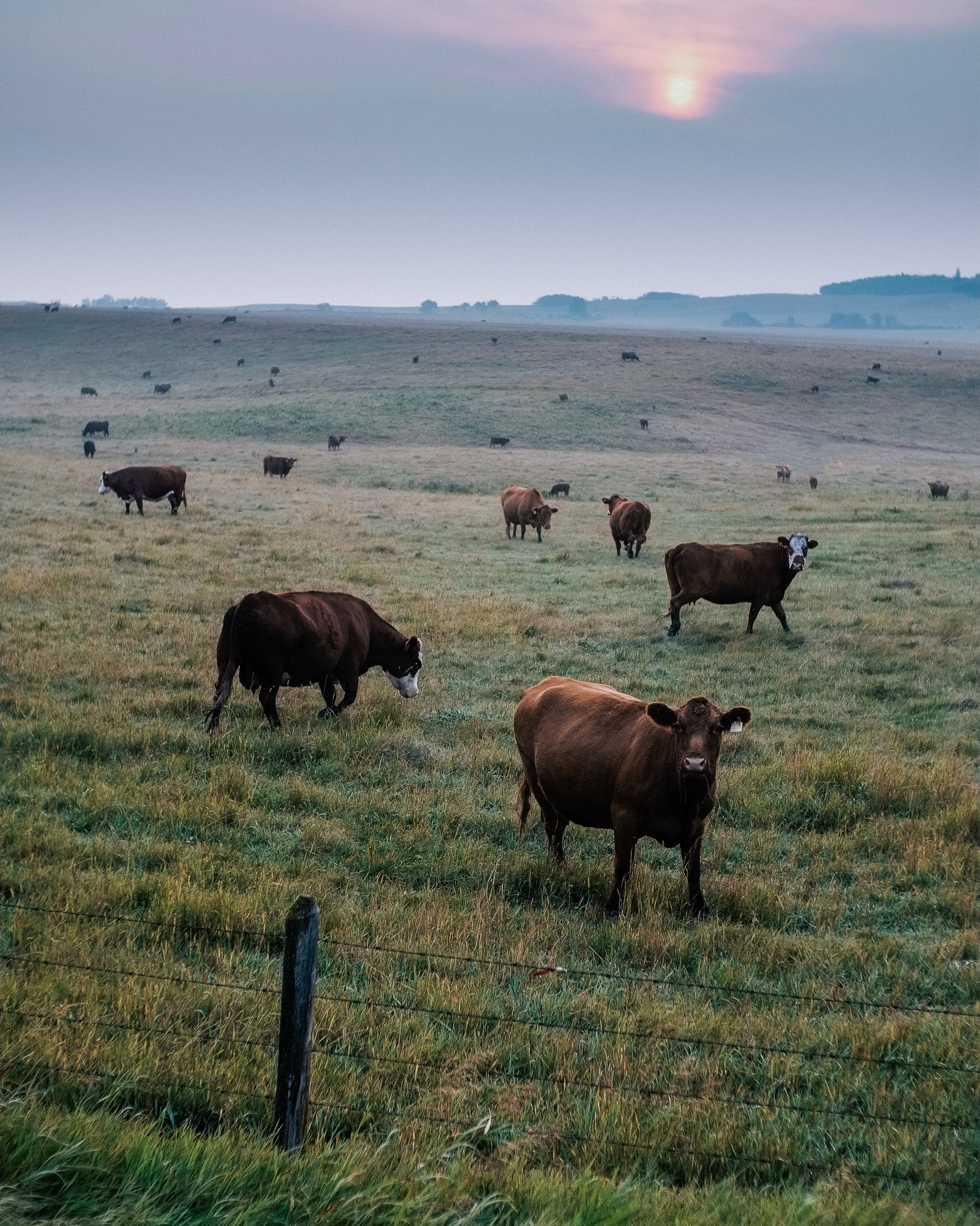 Alberta Foothills