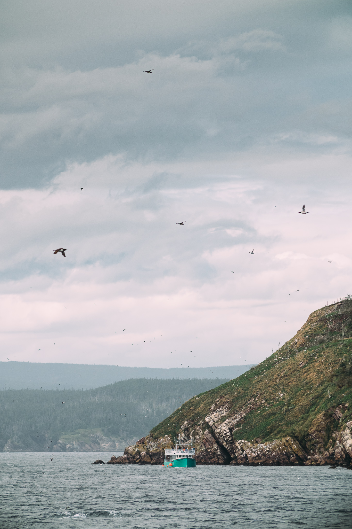 Coast of Newfoundland